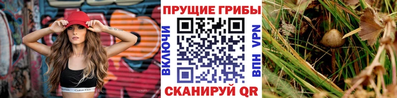 купить наркотики сайты  Бирск  Псилоцибиновые грибы Psilocybe 